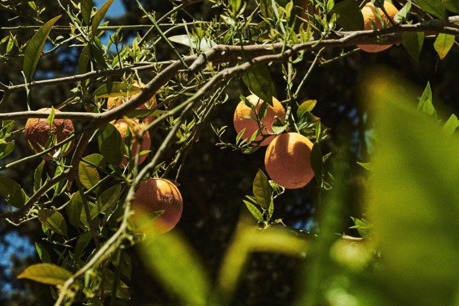 Ripe oranges hanging on a tree, partially obscured by leaves under bright sunlight